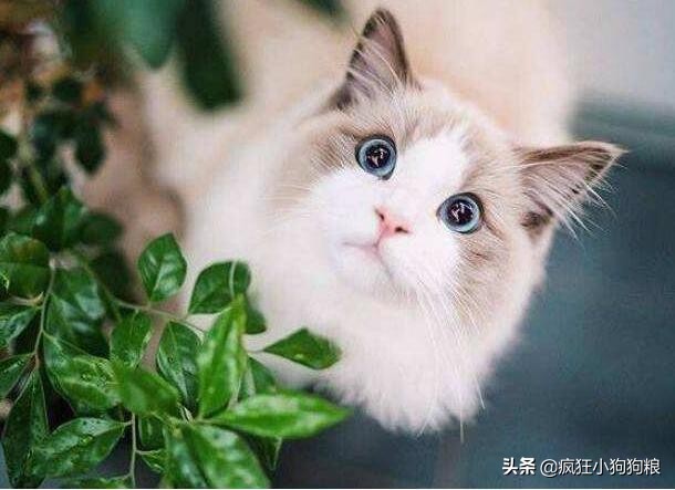 狗的寿命和猫的寿命,猫寿命和人寿命对比
