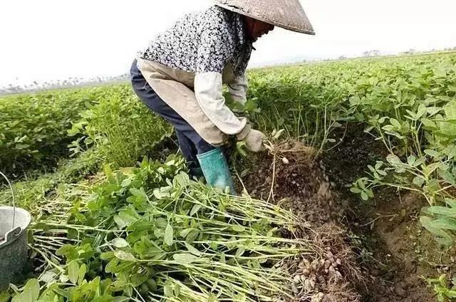 花生为什么叫番豆,花生豆为何叫花生米