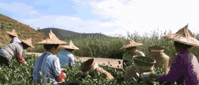 泡茶水温多少度最好红茶,乌龙茶泡茶水温最好是多少度