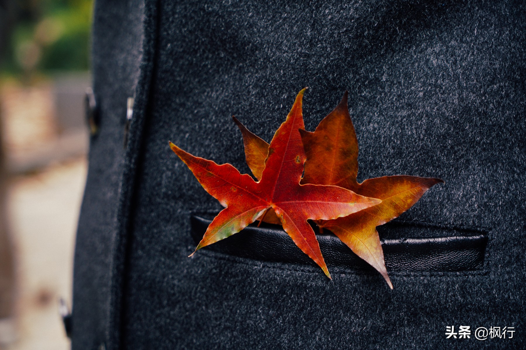 北京18个看银杏的好地方在哪,北京八大处看银杏攻略