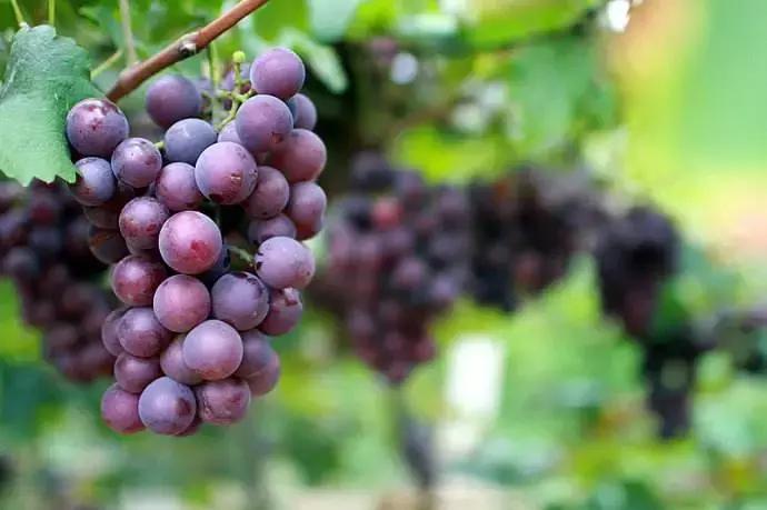 山东7月份有哪些水果可以采摘,山东10月份有什么水果可以采摘