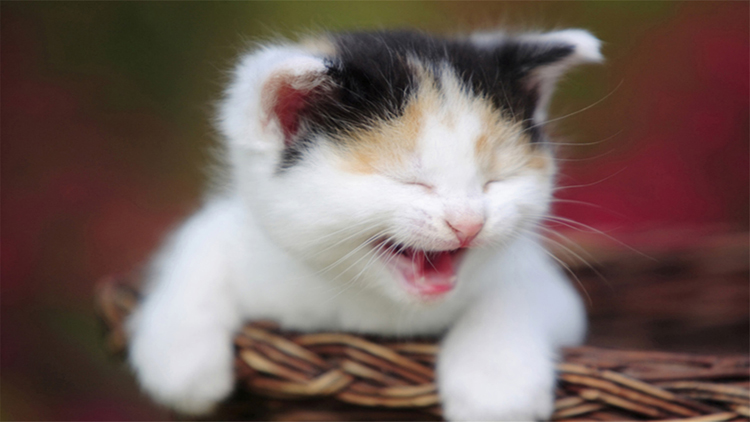 如何从猫咪的叫声中听懂信息,解读猫咪的各种叫声