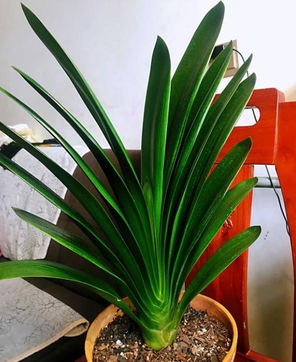 君子兰开花叶子油亮,君子兰如何养护可以每年开花2次