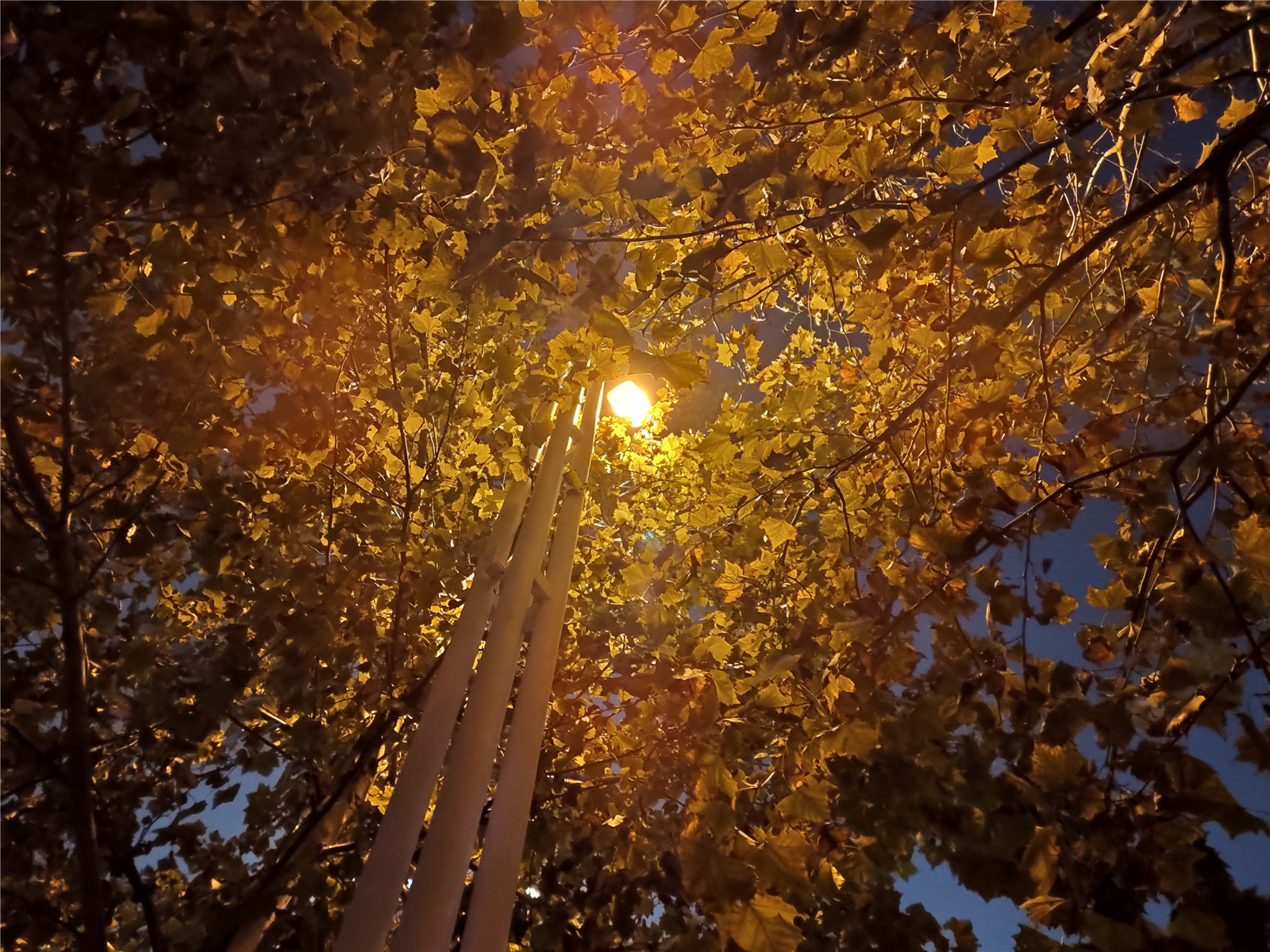 姗姗来迟坚果pro3极简评测,坚果pro3开不了机