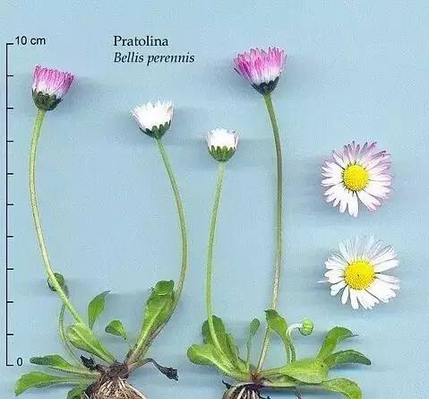 最全的植物辨识方法，辨认植物就靠它