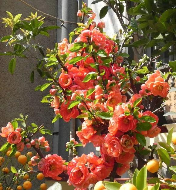 几种吉祥富贵的植物,最适合家里养的十大开花植物