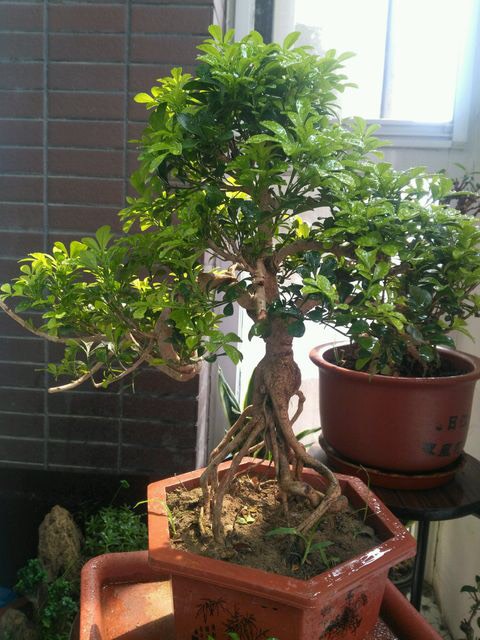 室内养米兰浇水的正确方法,室内养米兰的注意事项