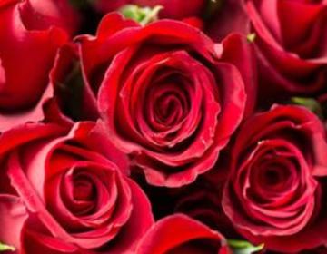 玫瑰花简介带拼音,玫瑰花简介英文版