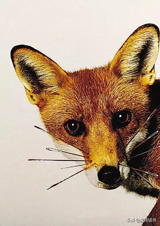 汉武帝神兽老虎,汉武帝对胡人献上的神兽