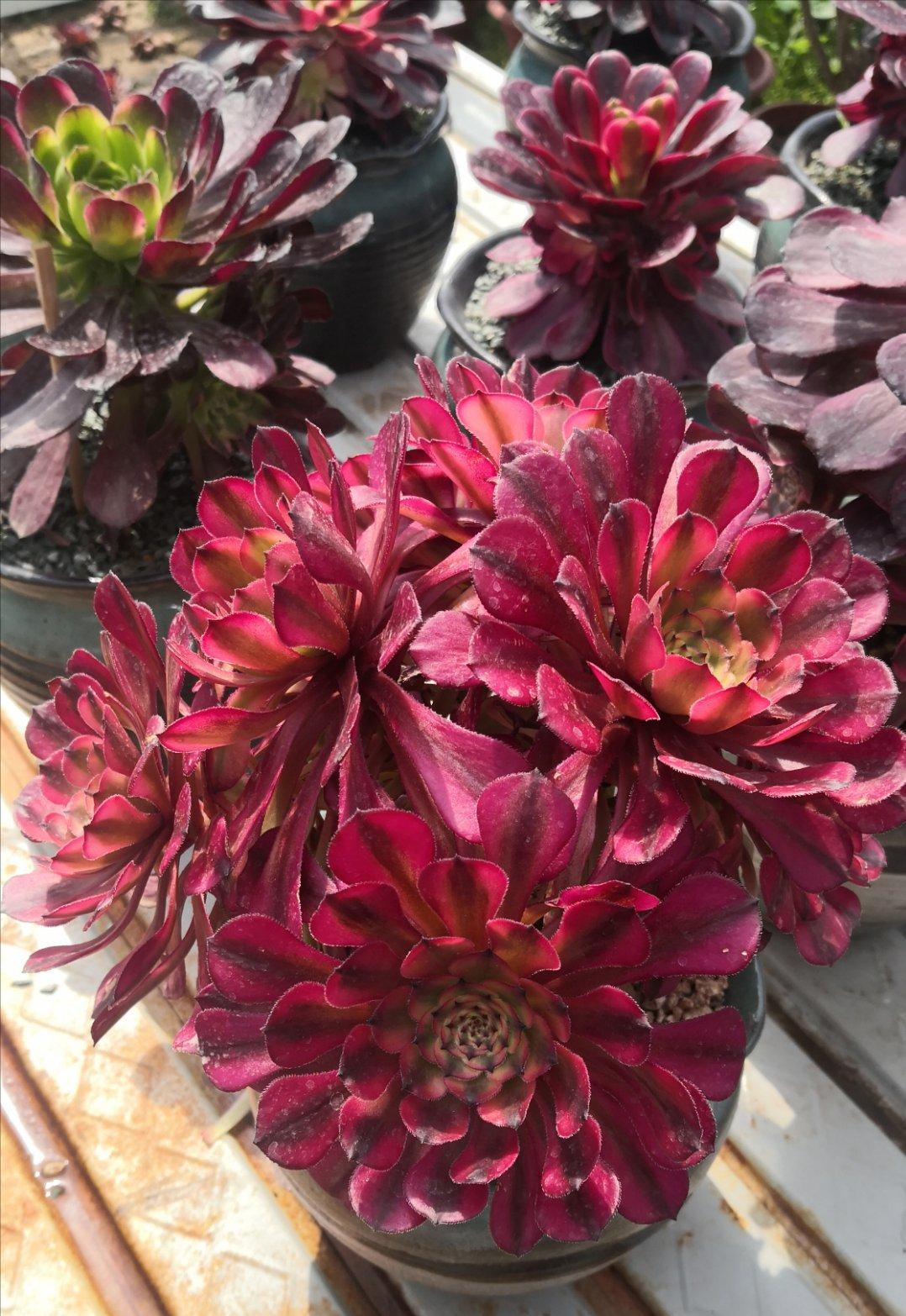 多肉法师梅花朵朵缀化,多肉万圣节法师怎样才能缀化