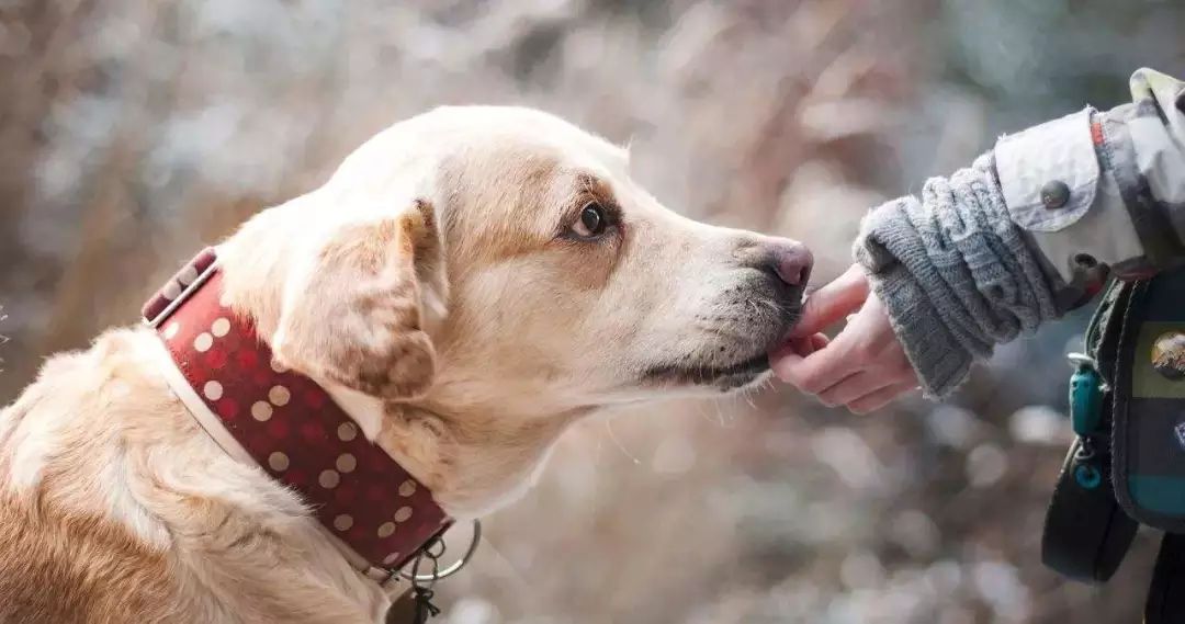 狗狗能不能吃溏心鸡蛋,狗狗肾衰竭可以吃鸡蛋吗