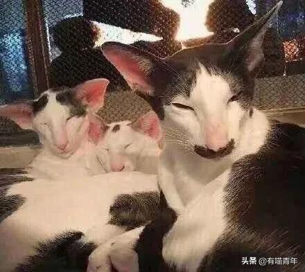 喷墨机为何突然对猫下此毒手?