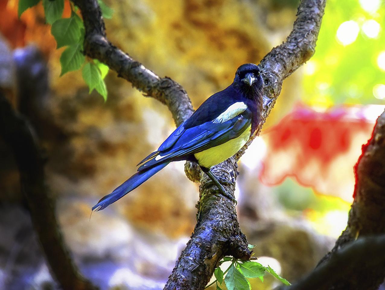 *今条头日**“特赐黄马褂”，彰显创作者身份尊贵的象征