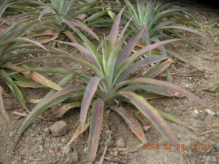 海南环岛骑行的结束感悟,环海南岛骑行中线和西线