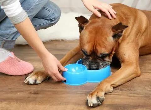 狗狗突然不吃食物没精打采怎么办,狗狗吃过的食物我们现在可以吃吗