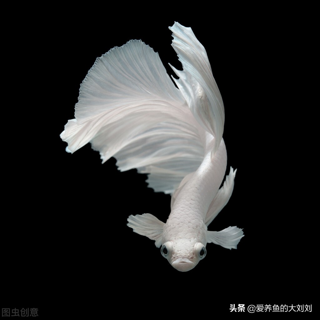 鱼缸氧气泵噪音大对鱼有影响吗,如何减少氧气泵震动声音