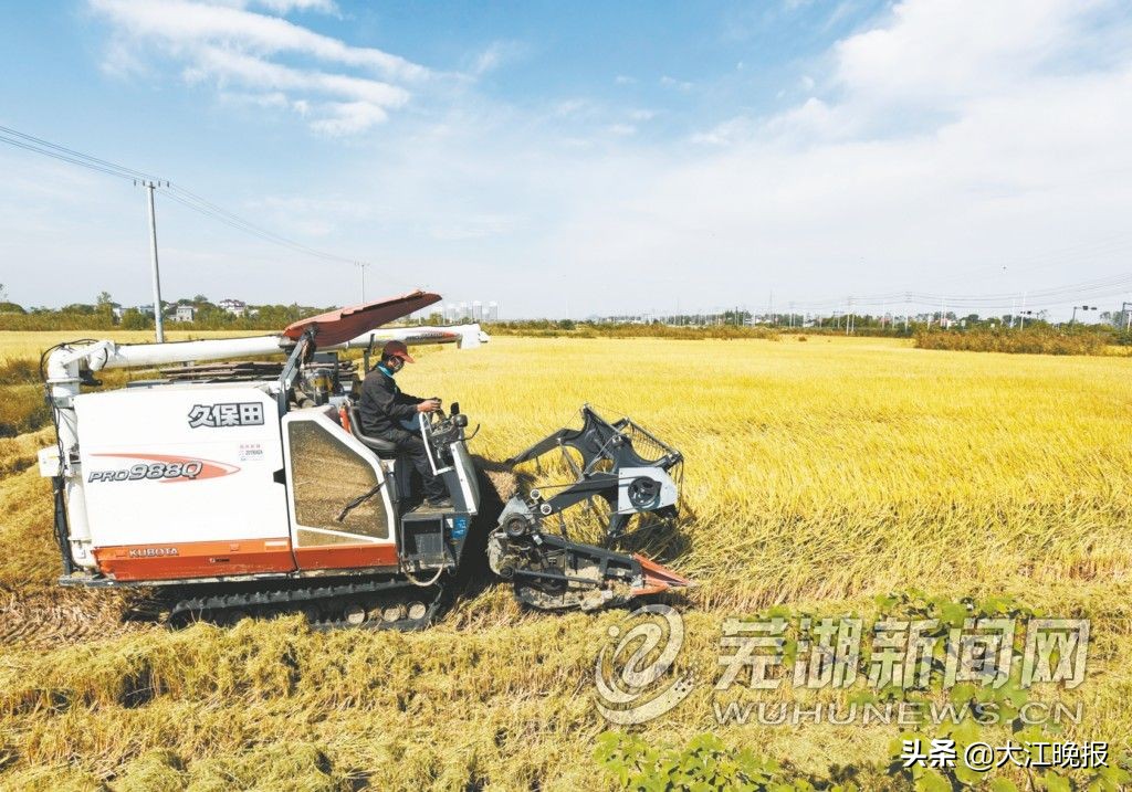 1500亩“芜湖大米”核心种植区进入秋收 绿色种植“放心米”线上线下都可买