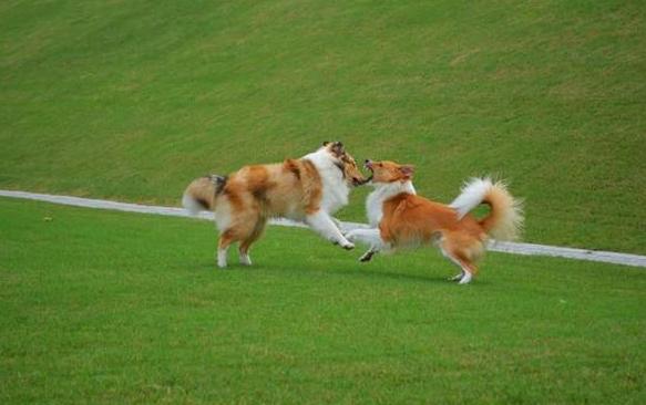 狗被其他狗咬了立马打狂犬有用吗,狗咬了怎么办如何治疗