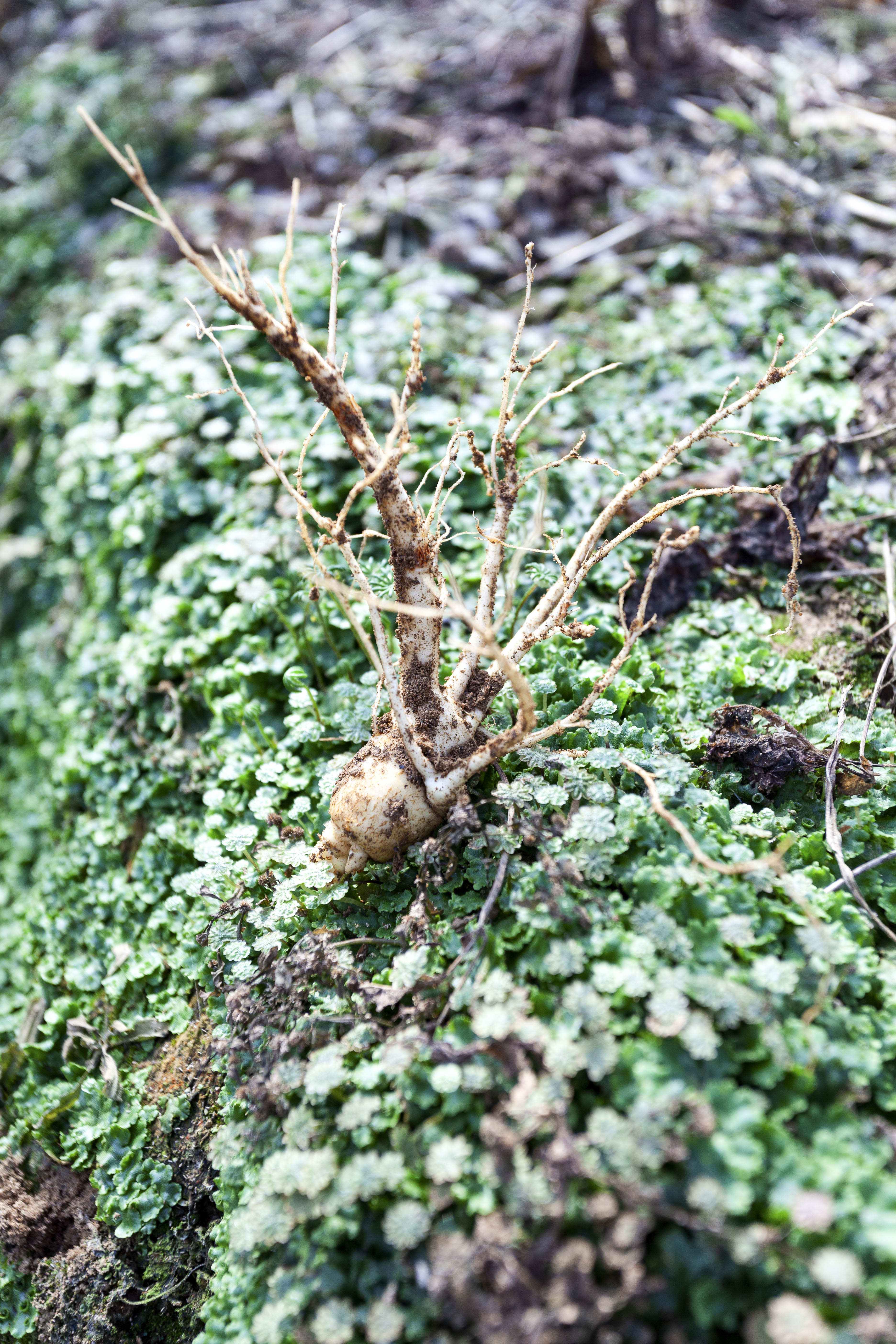 乡村振兴看沂蒙,打造乡村振兴齐鲁样板威海篇