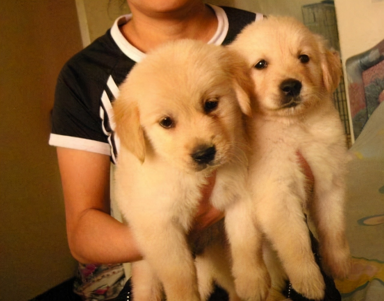 选家狗的正确方法和技巧,懂行的人怎么选狗