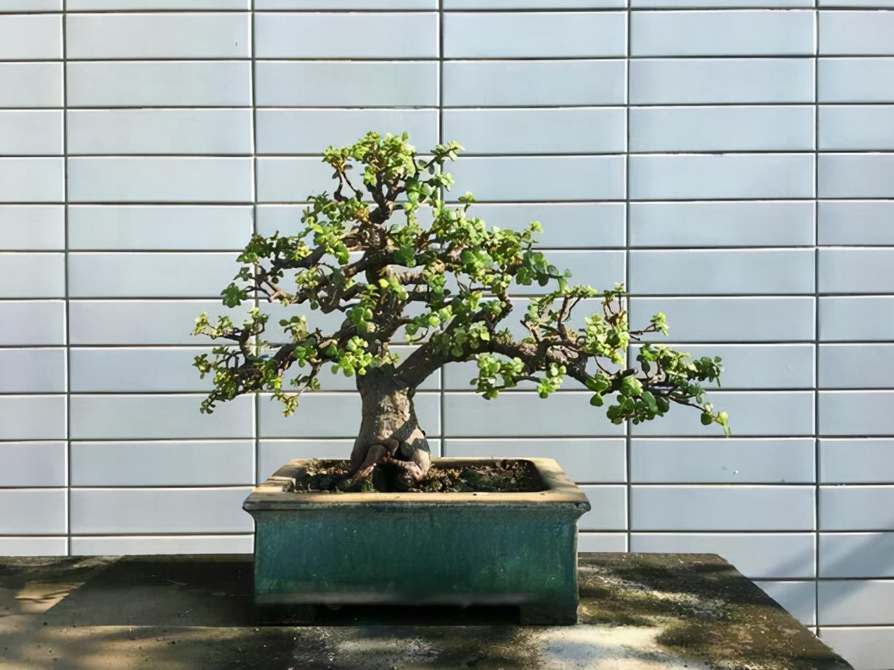 五种最好养的木本盆栽,懒人也可以养的盆栽好看又耐活