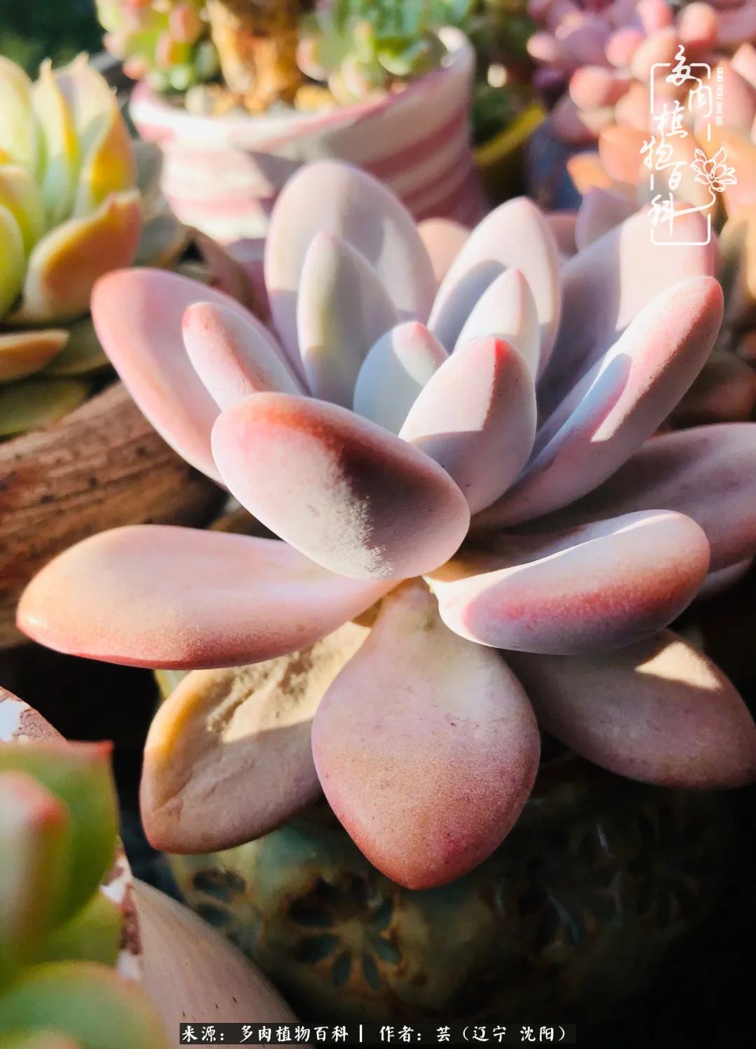 万物皆有灵性有因必有果,万物皆有灵性与生命