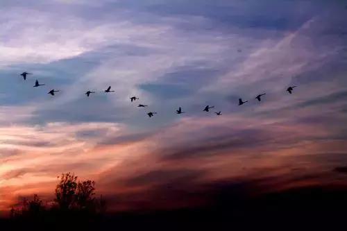 当代美诗都在此！和尚诗壁（76）回望当年牵手处，而今唯有落花新