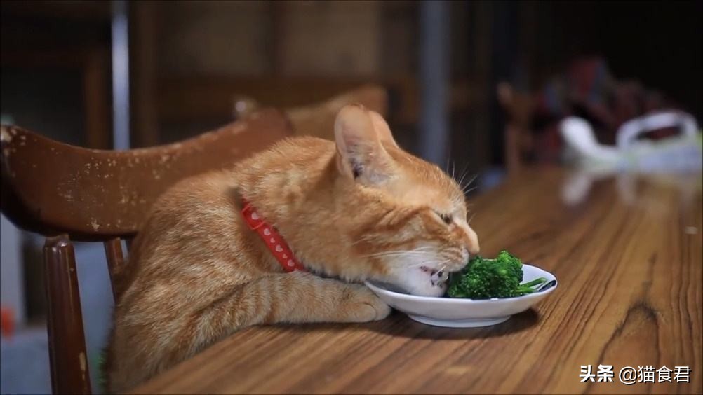 家里的猫咪调皮没规矩，主人该如何才能让它变得乖巧起来？