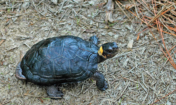 水陆两栖龟选什么龟,水陆两栖龟陆龟怎么区别
