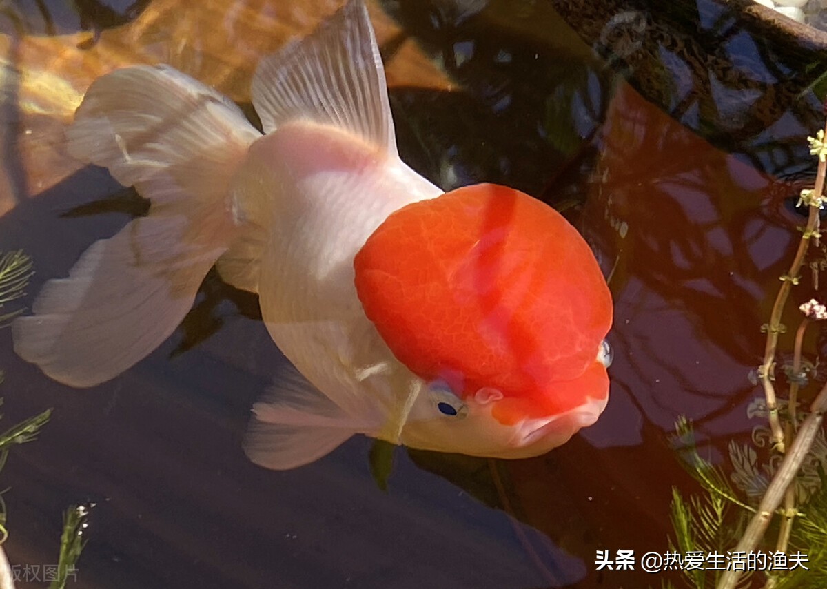 金鱼容易生病怎么办,金鱼要怎么养才能活得更久