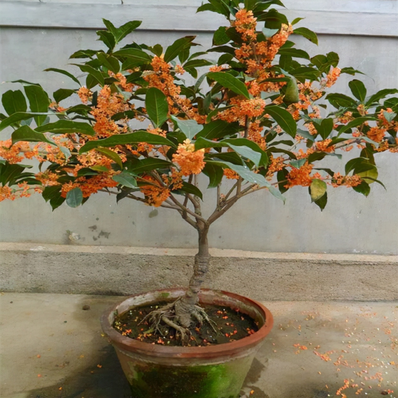 农村后院适合种啥树,家里种哪五种树可以旺家多子多福