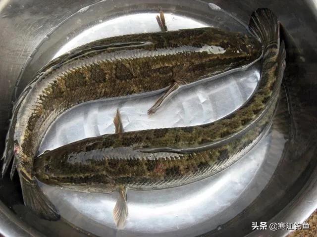 台钓钓到“财鱼”,忆起仙逝的老爷子,不禁潸然泪下