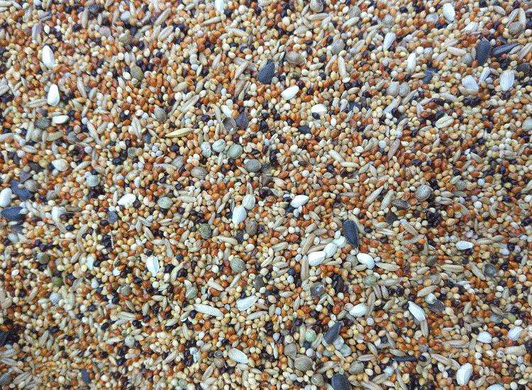 家养鹦鹉喂小米,鹦鹉怎么喂谷物好养