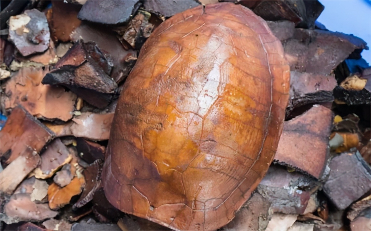 一碗龟苓膏大概多少钱,一碗龟苓膏的批量