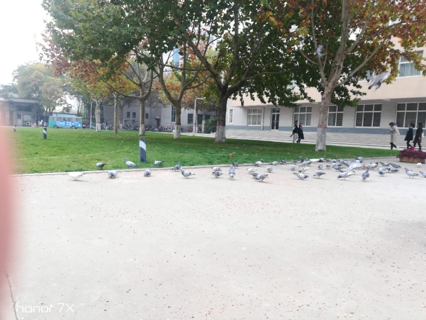 笋因落箨方成竹下一句是什么,笋因落箨方成竹打一生肖