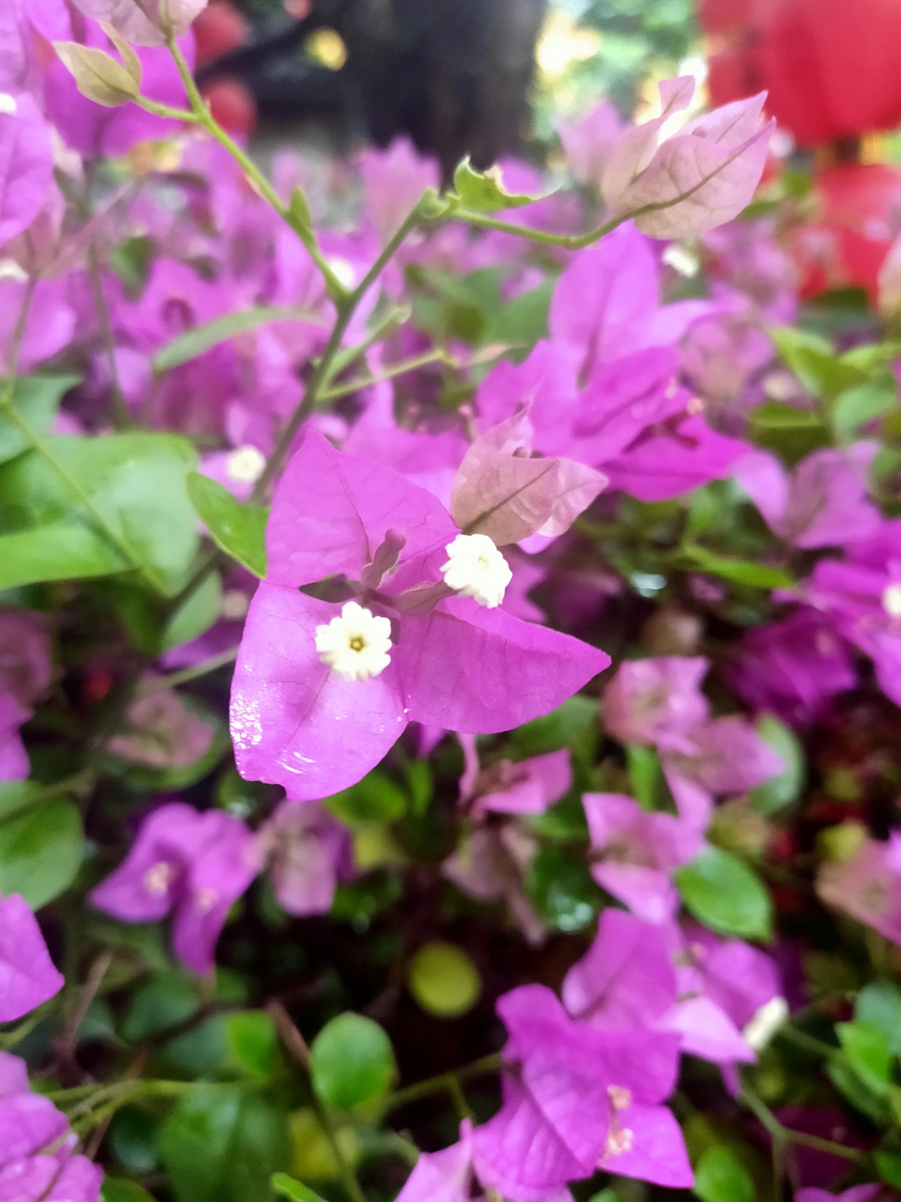 一片花怎么拍出花海的感觉,该怎么拍出花海的感觉好看