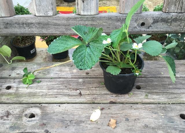 草莓原田育苗,红玉草莓种苗怎么繁育