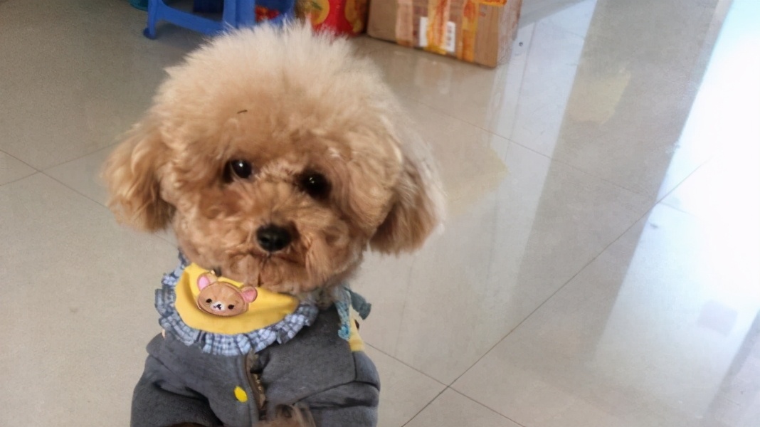 让泰迪最快熟悉的办法有哪些呢,遛泰迪的时候应该注意什么