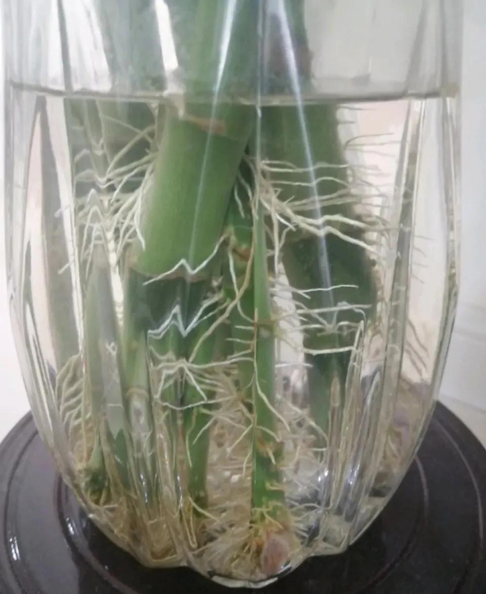 富贵竹黄叶用什么解决,富贵竹黄叶有什么补救方法