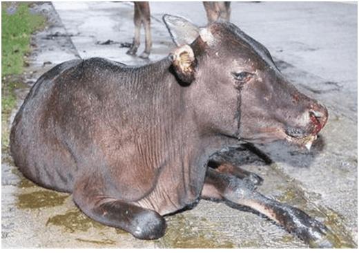 母牛正确的饲喂方法,育肥牛喂母牛的禁忌