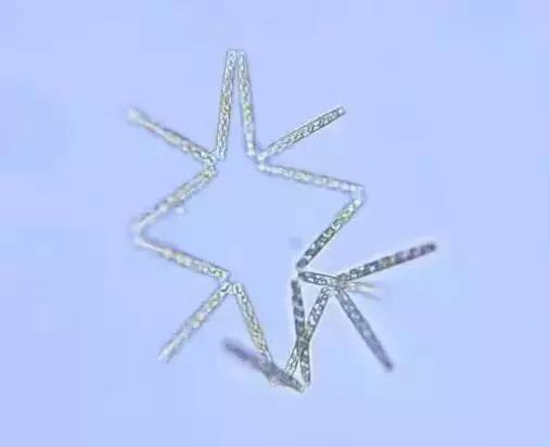 鱼类水产养殖需要哪些藻类,水产养殖显微镜下各种藻类