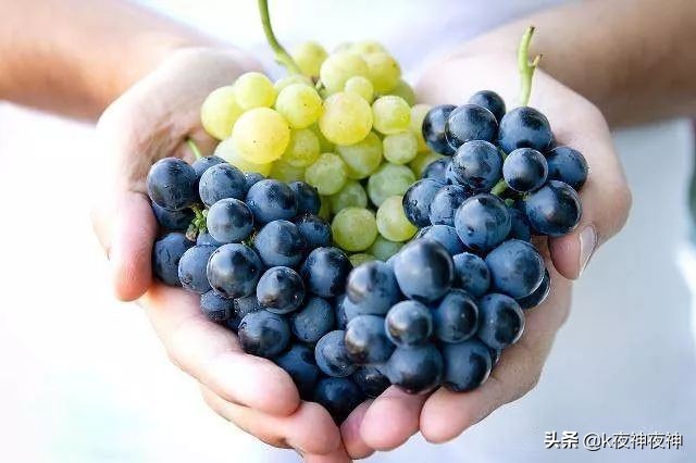 宠物不宜吃的食物有哪些,宠物克星食物有哪些种类