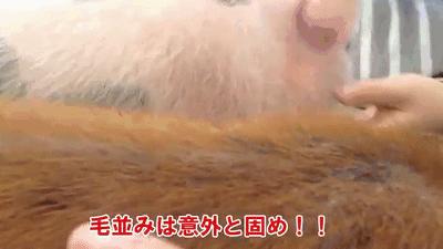 猫咪必去的咖啡馆 (猫咪咖啡厅有什么)