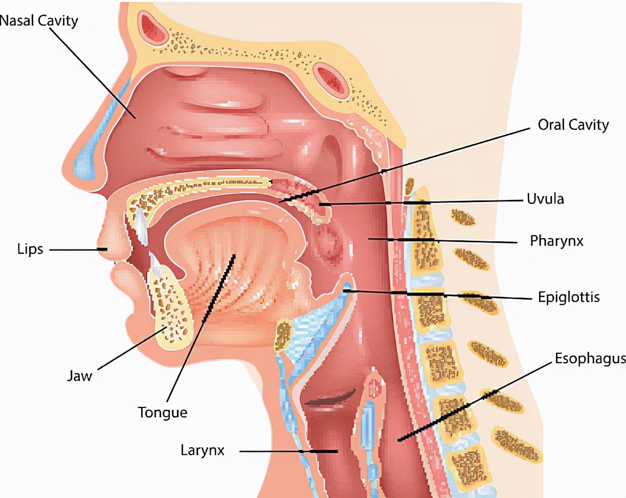 不小心把蚂蝗吞进肚子里会死吗,误吃蚂蟥在身体里能活吗