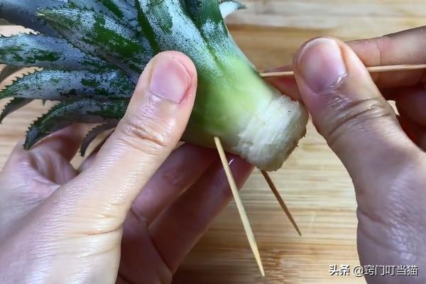 吃剩的菠萝头还能再长吗,吃完的菠萝不要扔教你做盆栽