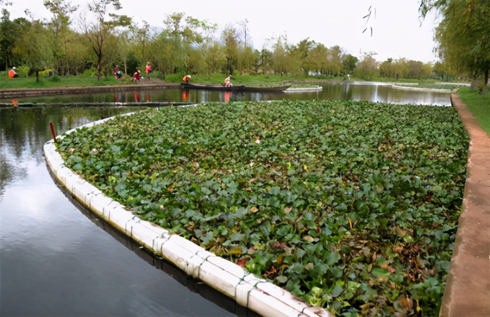 水葫芦入侵过程,水葫芦入侵方法