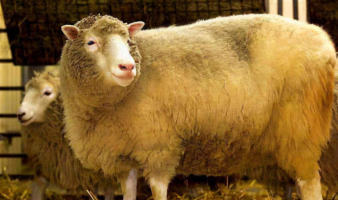 多莉克隆羊是怎么克隆出来的,克隆羊多莉的成功意义和影响