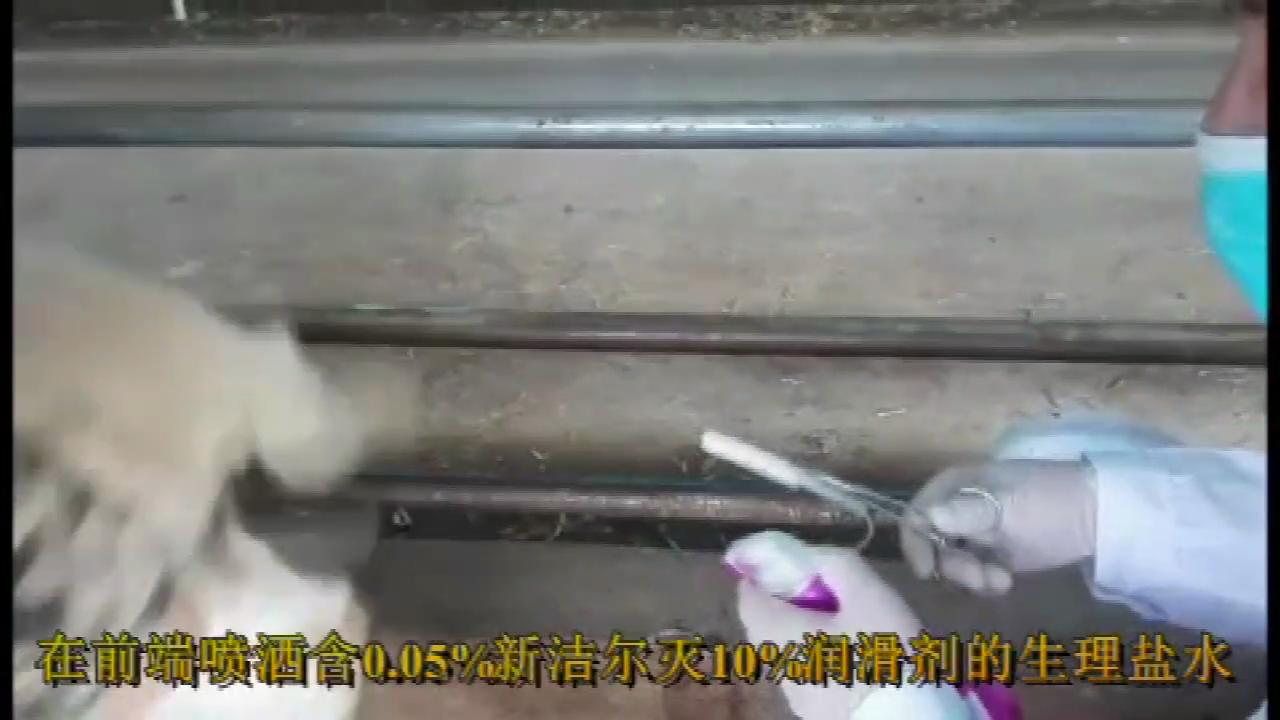 羊同期发情的第一天，主要的工作就是放栓。