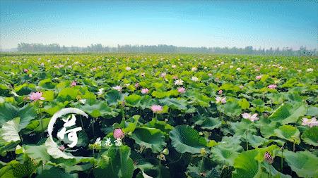 森氧之地，秋游必选！金湖万亩水上森林，真的别有趣味