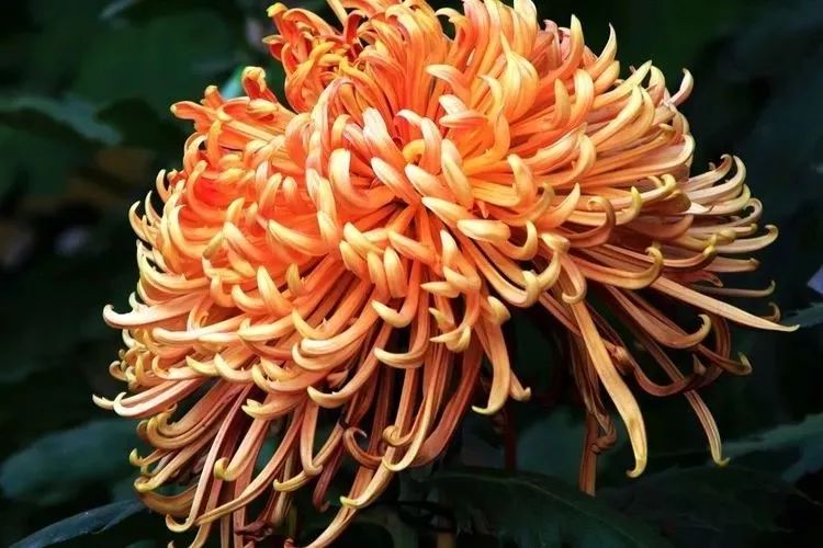 花中四君子菊花国画用笔,花中四君子菊花高清图片